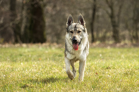 捷克猎狼犬在草地外面玩眼睛牧羊人犬类狼疮动物荒野毛皮哺乳动物野生动物灰色图片