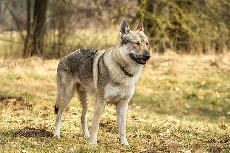 捷克猎狼犬在草地外面玩荒野绿色哺乳动物犬类牧羊人毛皮动物野生动物宠物眼睛图片