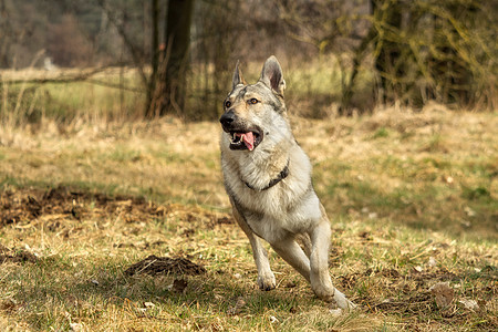 捷克猎狼犬在草地外面玩野生动物宠物狼疮灰色荒野动物犬类眼睛牧羊人绿色图片