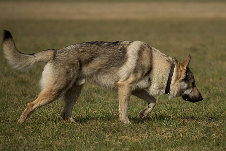 捷克猎狼犬在草地外面玩眼睛荒野哺乳动物动物犬类宠物绿色灰色毛皮牧羊人图片