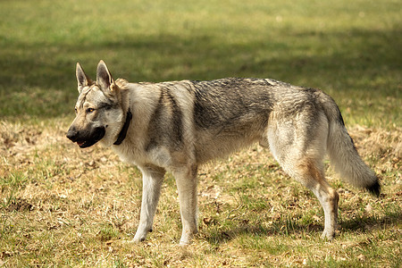 捷克猎狼犬在草地外面玩荒野动物犬类牧羊人宠物灰色狼疮毛皮哺乳动物野生动物图片