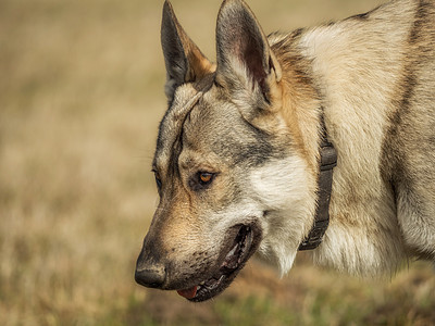 捷克猎狼犬在草地外面玩荒野毛皮眼睛灰色犬类绿色动物牧羊人狼疮宠物图片