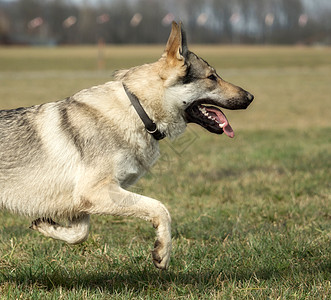 捷克猎狼犬在草地外面玩毛皮绿色狼疮宠物荒野野生动物哺乳动物犬类动物牧羊人图片