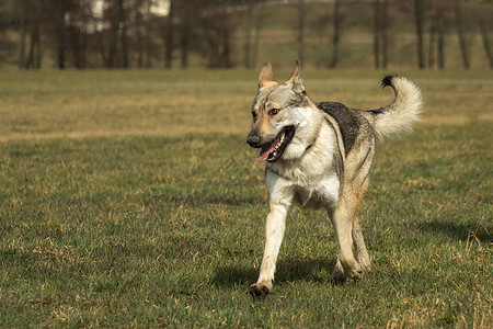 捷克猎狼犬在草地外面玩哺乳动物眼睛野生动物动物毛皮绿色犬类狼疮荒野牧羊人图片