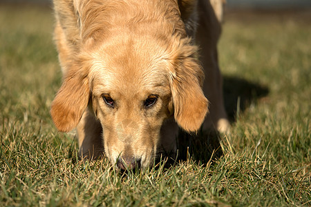 花园外面有个金色的猎人在玩动物犬类跑步幸福猎犬毛皮公园实验室朋友小狗图片