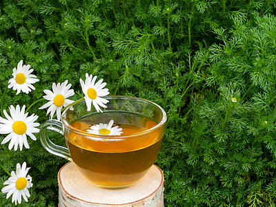 甘菊树枝上透明杯子中的焦米茶 在香菊花叶的背景之下乡村器皿绿茶饮料植物治疗香气叶子花草雏菊图片