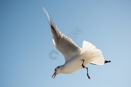 单海鸥在蓝蓝空中飞翔动物群动物野生动物天空羽毛翅膀支撑鸟类荒野航班图片