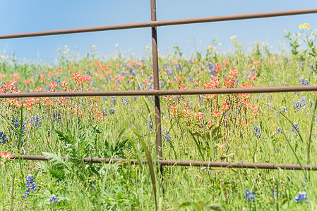 印地安人用旧金属围栏开着的油漆刷和蓝邦特草地紫色野花牧场爬坡画笔草原花瓣植物花园图片