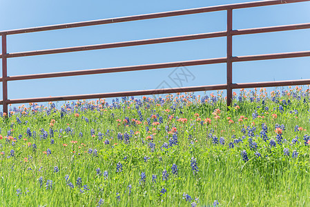 印地安人用旧金属围栏开着的油漆刷和蓝邦特草原橙子紫色草地牧场画笔花瓣场地国家野花图片