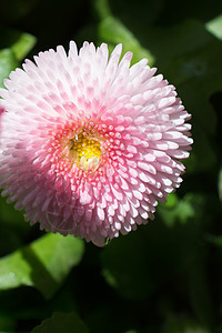 大自然中的野生花草地绿色季节花园叶子花瓣植物花朵场地荒野图片