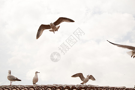 屋顶上坐着海鸥荒野野生动物蓝色羽毛自由天空飞行鸟类动物航班图片