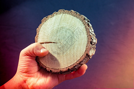 韩版小截木原木圆圈环境森林圆形戒指日志木纹木头树干材料背景图片