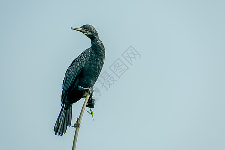 双冠 鸬鹚 Kumarakom 鸟类保护区中的一种哑光黑色捕鱼鸟 流行于北美的河流湖泊和沿海地区 阿拉斯加的岛屿佛罗里达墨西哥湿图片