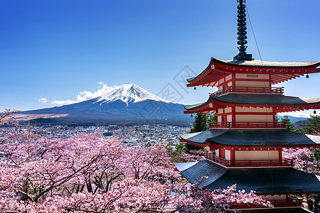 春天樱花开花 日本的朱瑞托塔和藤山公园天空季节浅间日落旅行叶子宝塔寺庙神社背景