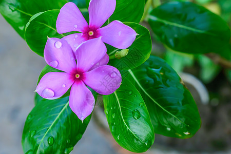 粉红色的仙客来 叶子的图案各不相同 花瓣被雨滴弄湿了 它是一种多年生开花植物 报春花科 主要分布于欧洲和地中海盆地以及伊朗苗圃晴图片