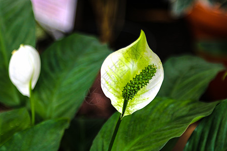 紧贴一朵花 叫做「和平」图片