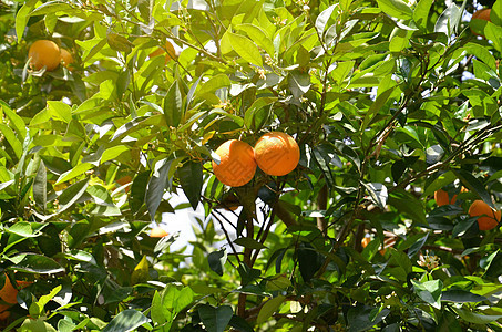 美丽的背景     橙树和橘子果的绿枝图片