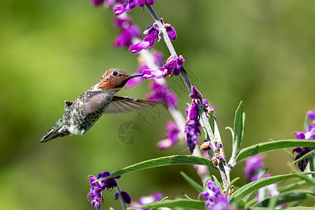 安娜的蜂鸟带着紫花飞翔喉咙女性野生动物航班白色红色花园飞行鸟类红喉图片