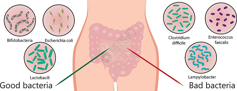 肠道菌群 好细菌和坏细菌 它制作图案矢量图片