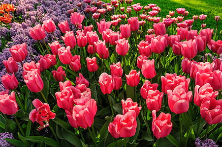 荷兰的图利普字段季节园艺粉色红色植物群绿色郁金香植物花园公园图片