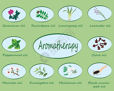 一套精油矢量图产品树叶草药收藏药品治疗芳香标签香味桉树图片