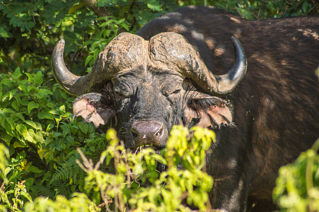 阿伯达雷公园森林中的水牛城野生动物哺乳动物黑色动物男性水牛荒野牛角公园食草图片