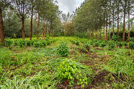 Thika两排之间年轻的咖啡种植园产品杯子咖啡树粮食收获工作农业植物场地种子背景图片