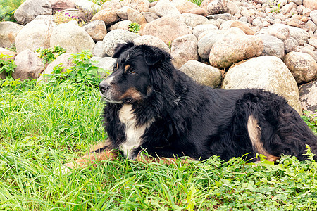 伯纳森南汉大黑狗 躺在草坪上 仔细观察周围情况毛皮牧羊犬训练动物眼睛友谊警卫公园岩石宠物图片