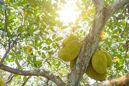 杰克果树美食生活菠萝蜜食物植物树木国家情调异国水果图片