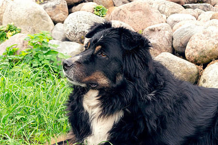 的大黑狗 躺在草坪上的草地上 仔细看看周围 近视朋友犬类岩石训练微笑石头牧羊犬毛皮警卫伴侣图片
