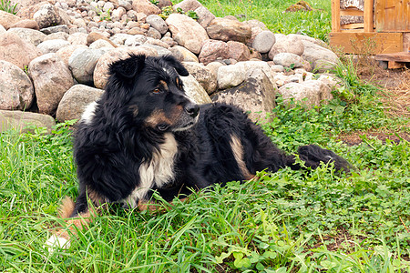 伯纳森南汉大黑狗 躺在草坪上 仔细观察周围情况牧羊犬微笑动物伴侣石头朋友训练公园院子岩石图片