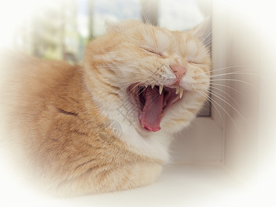 可爱的奶油猫打哈欠 躺在窗台上 缝合图片