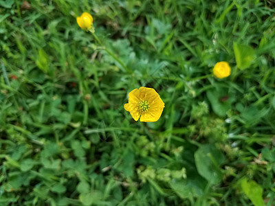 绿植物或在草地或草坪上用黄花杂草图片