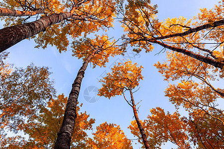 在蓝色天空的色彩多彩的秋天森林中 星窗顶端的底部视图叶子树木金子木头照片树干植物橙子季节公园图片