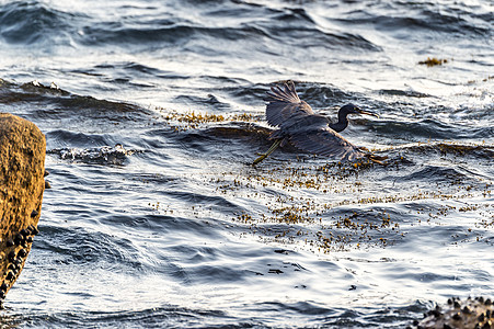 太平洋礁鹭飞行野生动物旅行苍鹭天空白鹭荒野动物图片