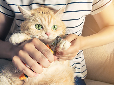 年轻女孩割断了一只绿眼美美的奶油小猫的爪子虎斑药品眼睛剪裁女性毛皮卫生刀具指甲动物图片