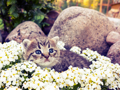 坐在白色鲜花和石头旁的小可爱小猫咪植物头发尾巴毛皮婴儿草地动物绿色植物小猫花园图片