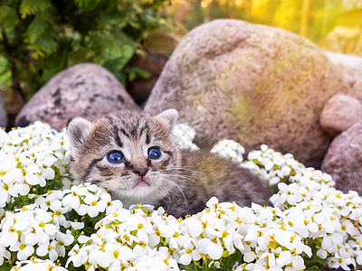 坐在白色鲜花和石头旁的小可爱小猫咪头发季节好奇心小猫草地毛皮绿色植物宠物植物短发图片