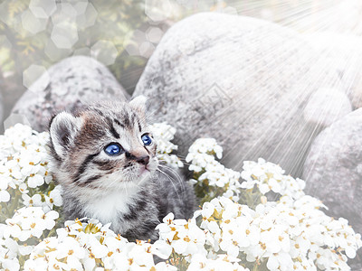 坐在白色鲜花和石头旁的小可爱小猫咪花园短发毛皮植物好奇心动物尾巴婴儿小猫草地图片