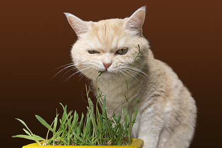美丽的奶油小猫在吃草 棕色背景维生素饮食植物猫科毛皮草本植物魅力食物宠物哺乳动物图片