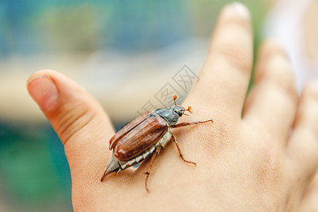 孩子们手边坐着一只大型的五虫甲虫 并准备就绪森林昆虫动物野生动物手指皮肤驱虫剂好奇心宏观兴趣图片
