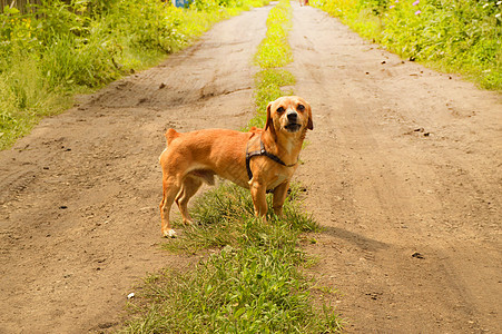 愤怒的小红狗在路上站着 看得很凶猛 在夏日户外小狗快乐攻击动物侵略朋友哺乳动物危险牙齿图片