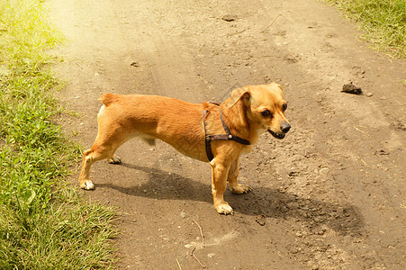 愤怒的小红狗在路上站着 看得很凶猛 在夏日户外侵略攻击动物小狗哺乳动物危险快乐牙齿朋友图片