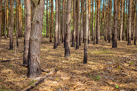 夏季有树木树干的松林旅行公园日落环境苔藓阳光林地季节爬坡叶子图片