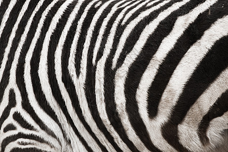 Zebra 皮肤毛质背景照片曲线打印头发荒野毛皮条纹动物园斑马哺乳动物野生动物图片