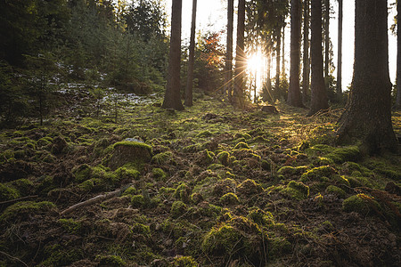 神秘森林 绿苔覆盖的地面 落后的树木 神秘的大气图片