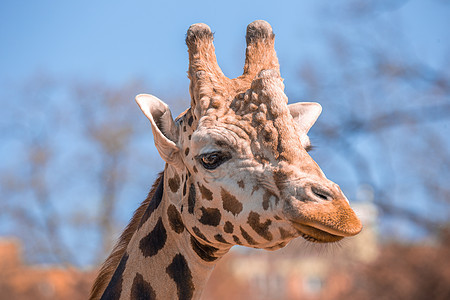 Girafe头顶站在灌木丛中 赞比亚 南部非洲图片