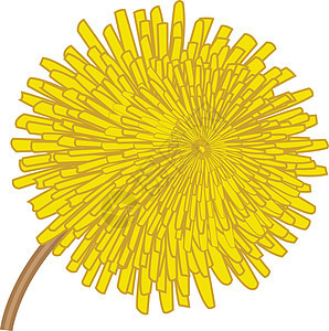 达当花花黄色草地草本叶子白色生物学绘画植物植物群草本植物图片