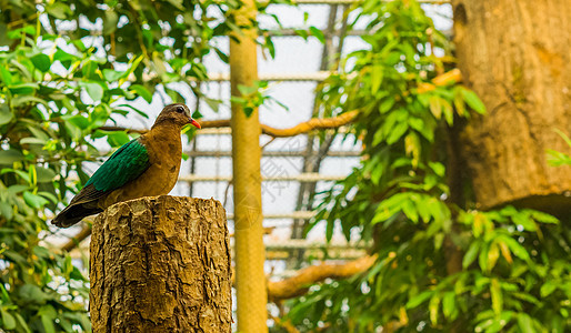 坐在树干上的一只雌绿宝石鸽子的肖像 印地安热带鸽子来自因迪亚 有多彩羽毛的鸟背景图片