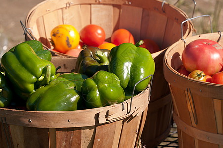 绿铃辣椒植物胡椒命令营养绿色家庭木兰班级食物子类图片